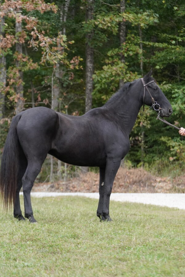 Smoke 15hh Tennessee Walker gelding 10yo consigned sells 10/13/25 10pm EST - Image 5