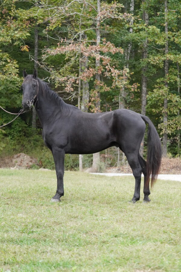 Smoke 15hh Tennessee Walker gelding 10yo consigned sells 10/13/25 10pm EST - Image 2