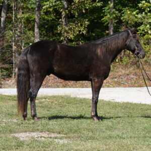 Hello Darlin Registered Rocky Mountain gelding consigned MOTIVATED SELLER! Sells 10/20 9pm EST