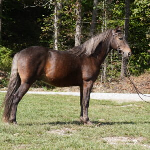 Fearless Touch 14.3 7yo gelding registered Rocky Mountain consignedsells 10/20 9:30pm EST