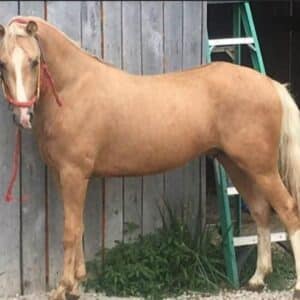 Yellowstone 5yo 13.2 Endurance/Speed gelding sells 10/13/25 9:15pm EST EWH GUARANTEE