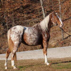 Skittles 5yo 14.1 Walkaloosa mare and foal