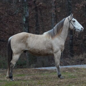 Frosty 12yo 14.2 Racking Consigned