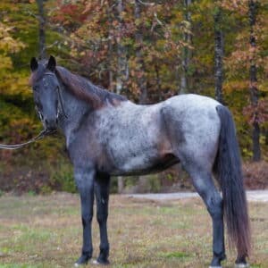 SOLD SOLD SOLD Blue Smoke coming 5yo TWH gelding 15hh