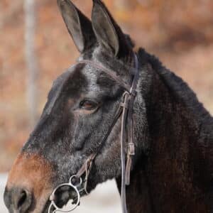 SOLD SOLD Dolly 12yo 14.1hh Molly Mule Kid Broke