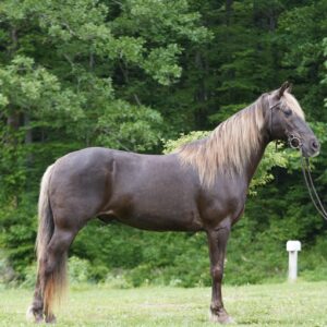 SOLD SOLD SOLD Tucker 16yo 15hh Rocky Mountain Gelding consigned