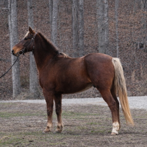 Gage 15/16yo Rocky Mountain Gelding EWH GUARANTEE ENDS 2/23/26 9pm WST